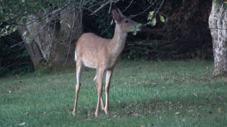 Deer4.JPG