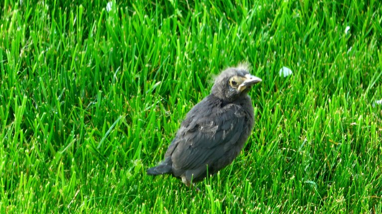 Starling-Young1.JPG