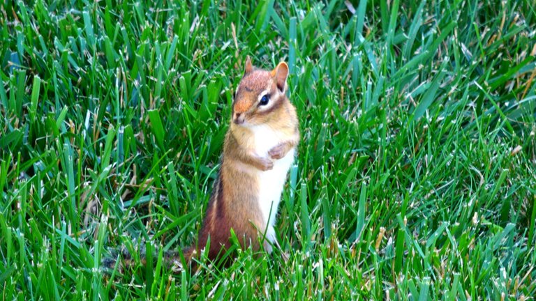 Chipmunk10.JPG