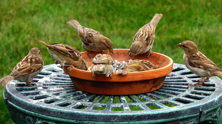 BirdFeeder6.JPG