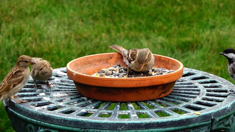 BirdFeeder4.JPG