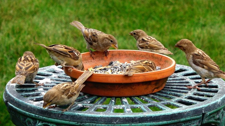 BirdFeeder7.JPG