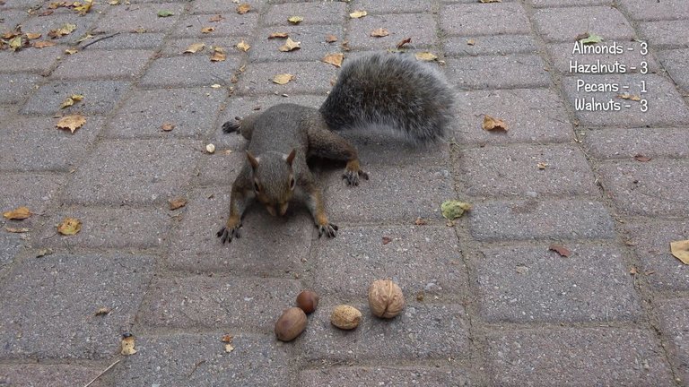 Nut Contest.JPG