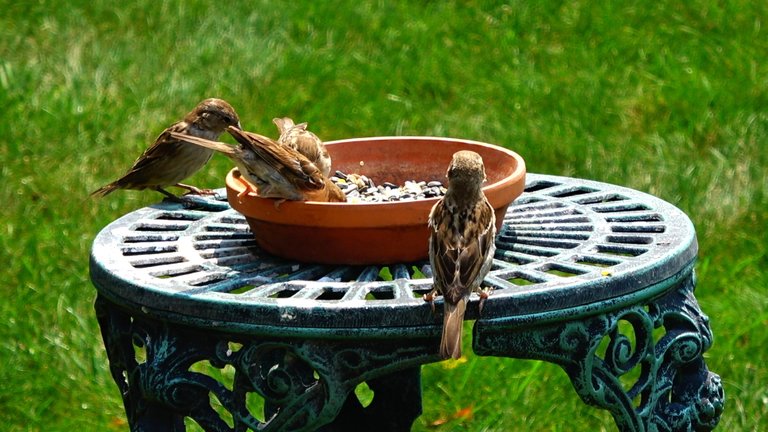 BirdFeeder1.JPG