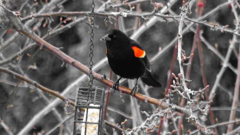 Red-winged Blackbird3A.JPG