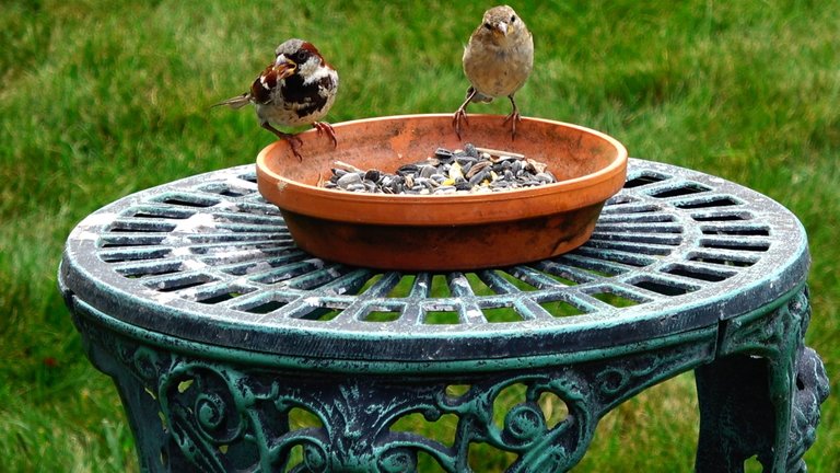 BirdFeeder2.JPG