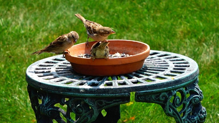 BirdFeeder.JPG