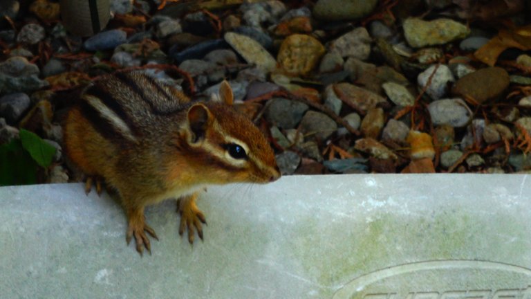 Chipmunk1.JPG