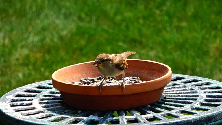 BirdFeeder15.JPG