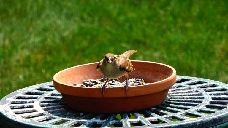 BirdFeeder16.JPG