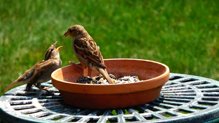 BirdFeeder10.JPG