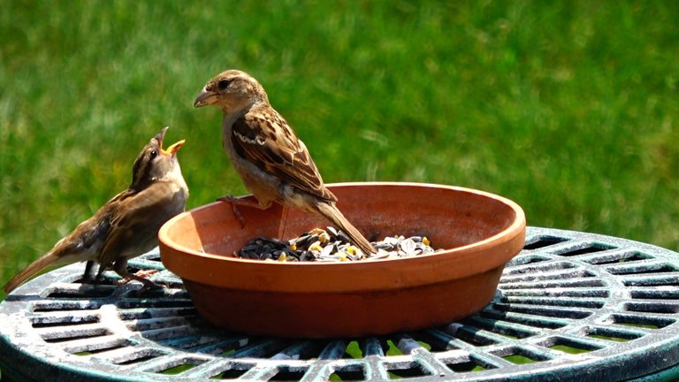 BirdFeeder11.JPG