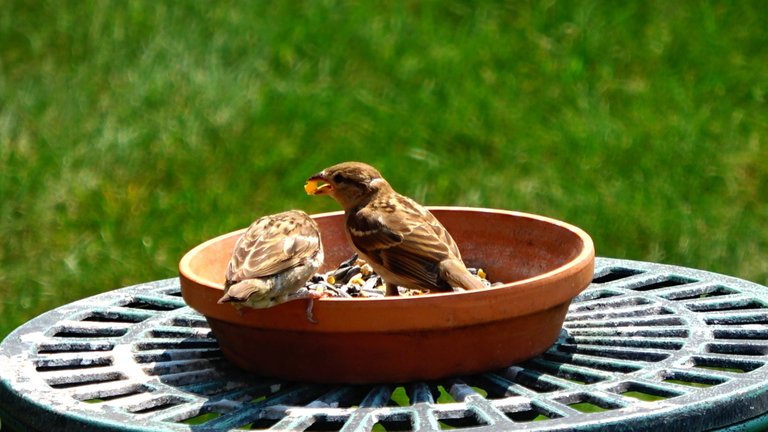 BirdFeeder8.JPG