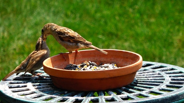 BirdFeeder12.JPG