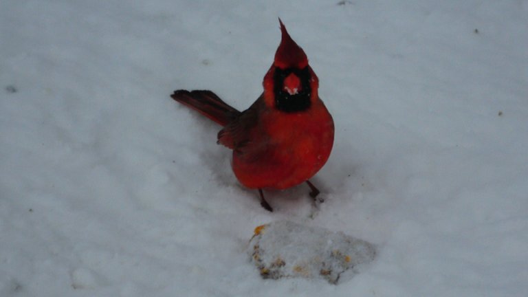 Cardinal2.JPG