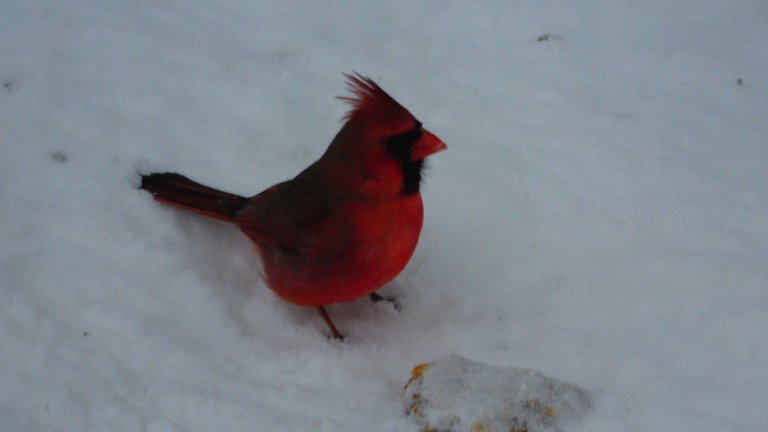 Cardinal3.JPG