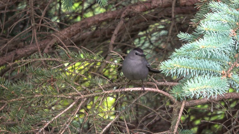 Catbird3.JPG