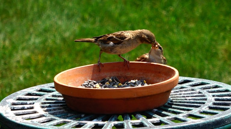 BirdFeeder14.JPG