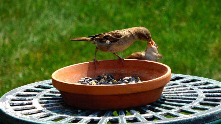 BirdFeeder13.JPG