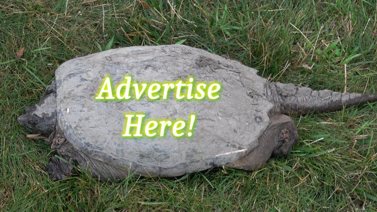 Turtle Ad.JPG