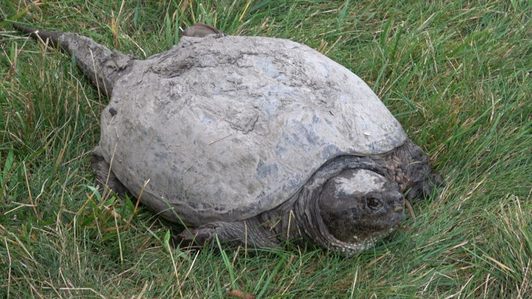 Turtle1.JPG