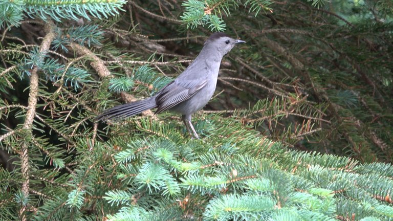 Catbird4.JPG
