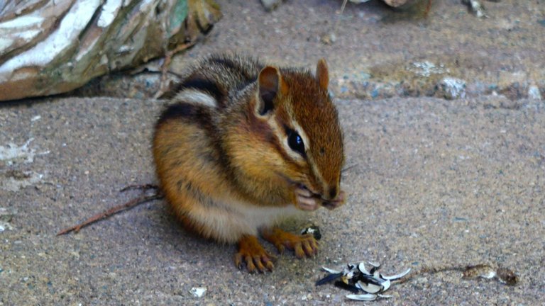 Chipmunk1.JPG