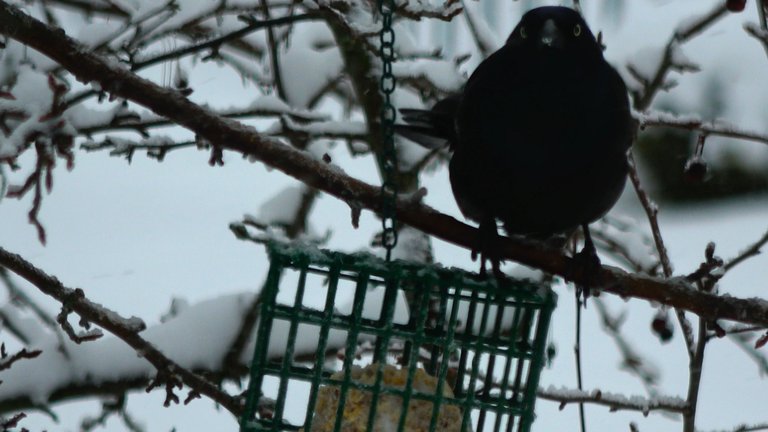 CommonGrackle4.JPG