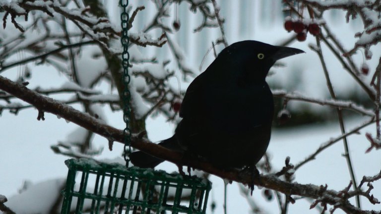 CommonGrackle8.JPG