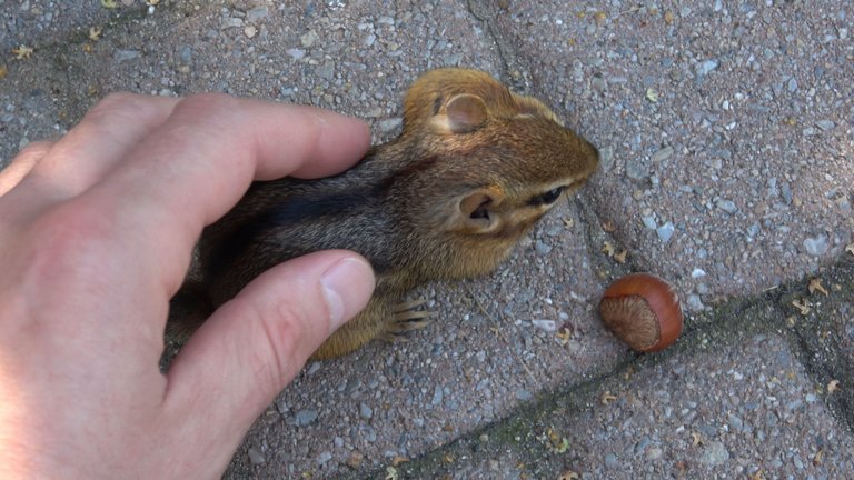 Petting A Chipmunk.JPG