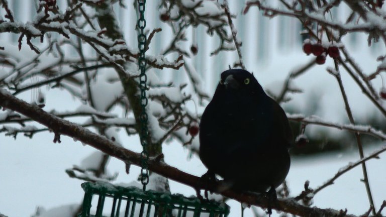 CommonGrackle6.JPG