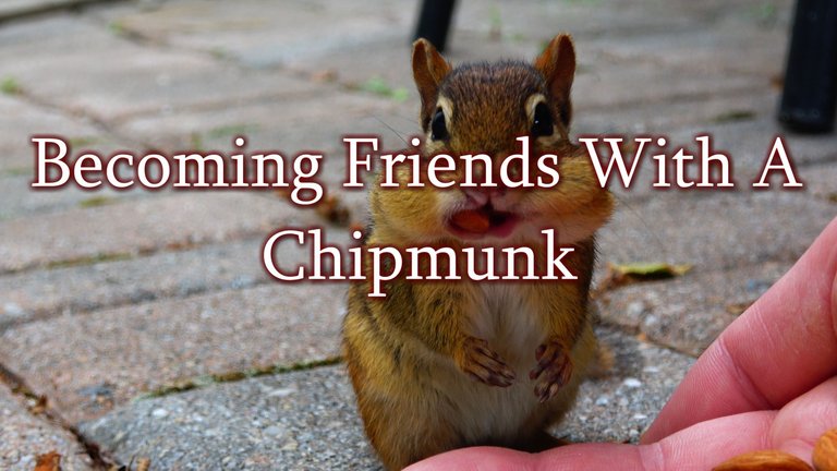 Chipmunk Post.JPG