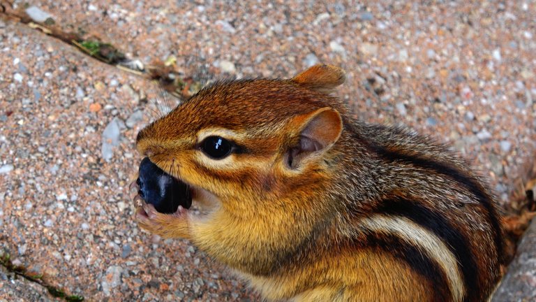 Chipmunk12.JPG