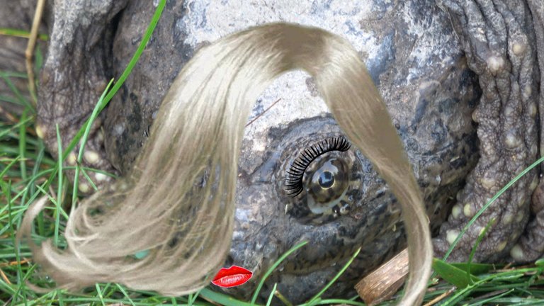 Turtle6.JPG