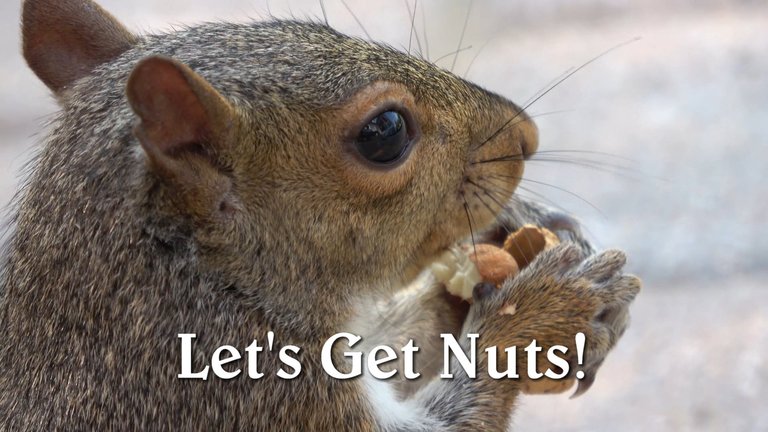 LetsGetNuts.JPG