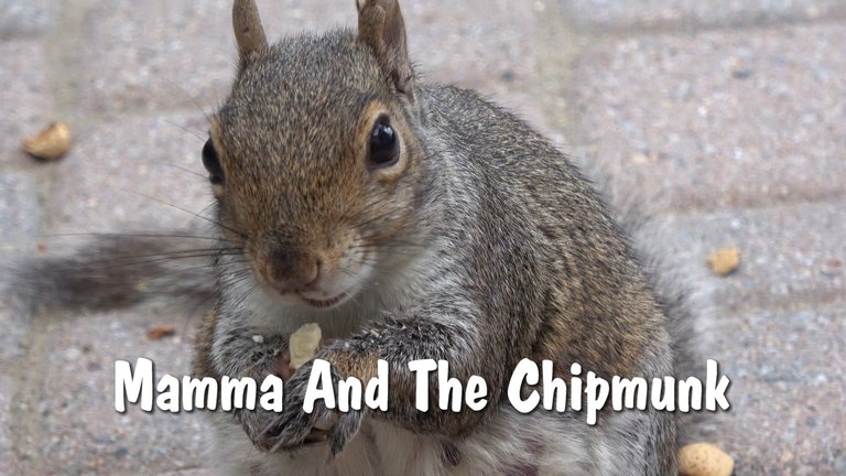 Mamma And Chipmunk.JPG