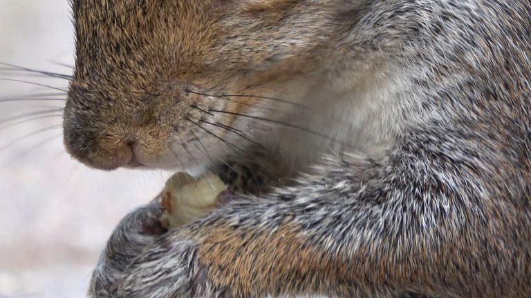 Extreme Closeup 2.JPG
