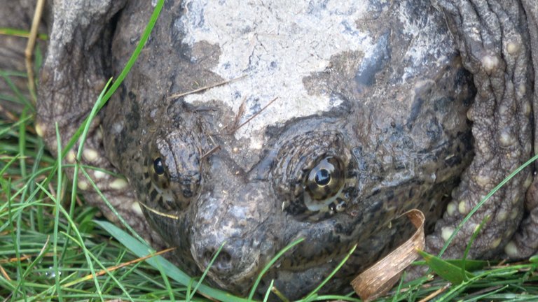 Turtle5.JPG