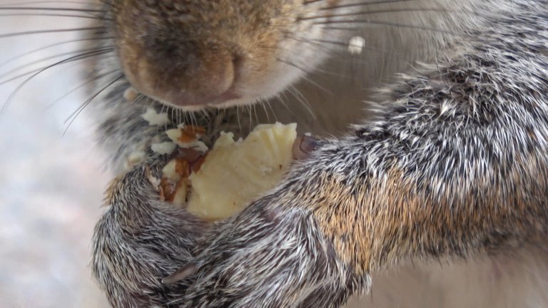 Extreme Closeup 3.JPG