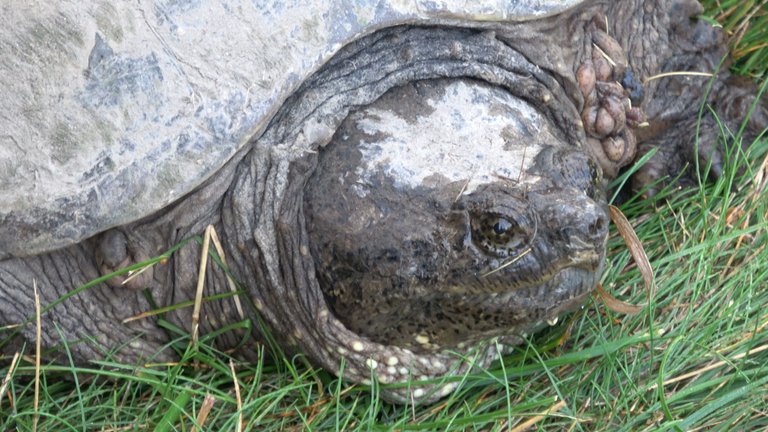 Turtle4.JPG