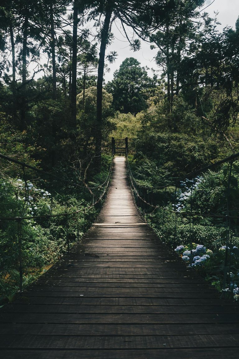 pexels-hikaique-775201.jpg