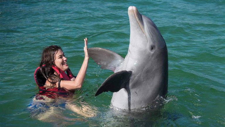 nadar-con-delfines-en-cuba.jpg