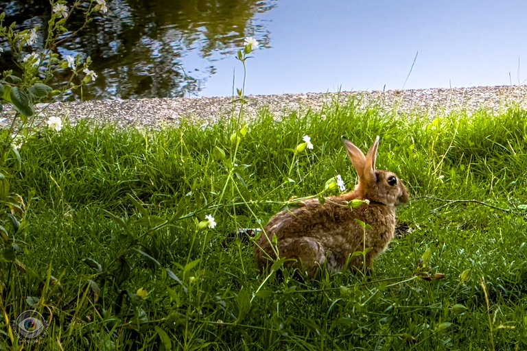 hare