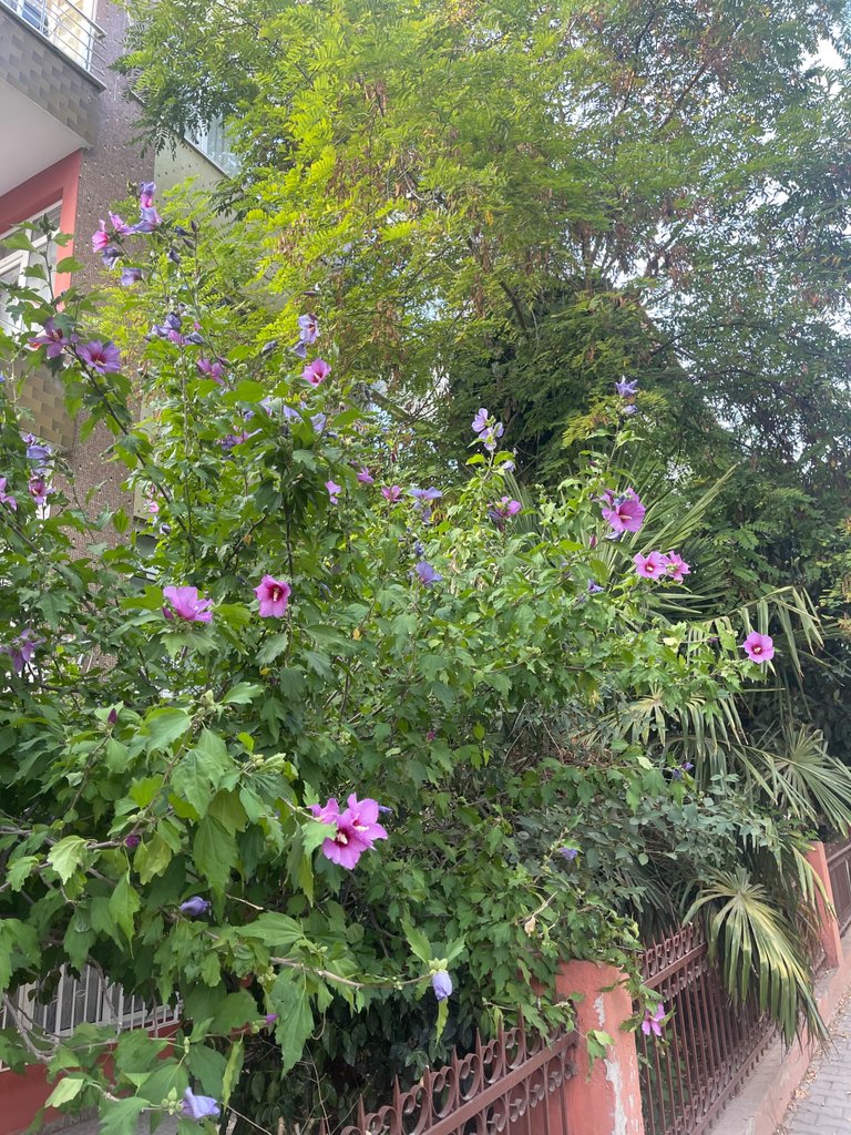 IMG_0810.jpeg