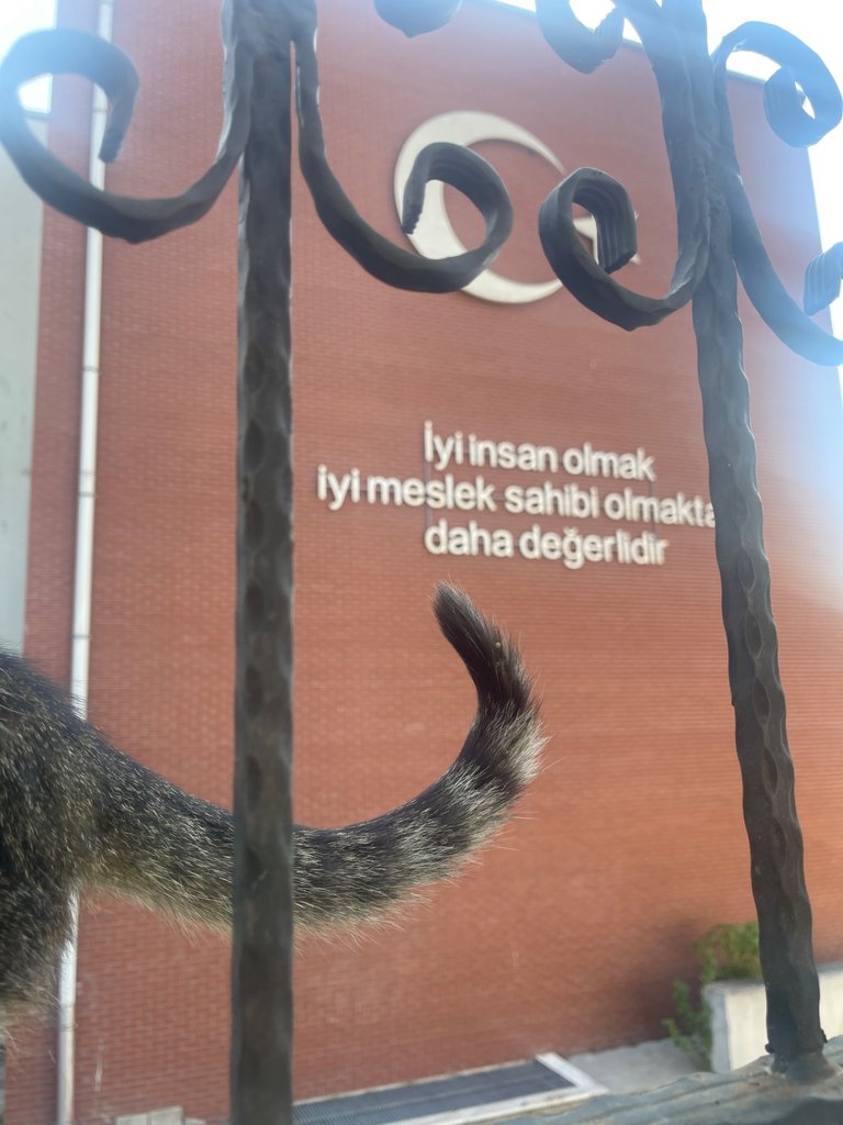 IMG_0799.jpeg