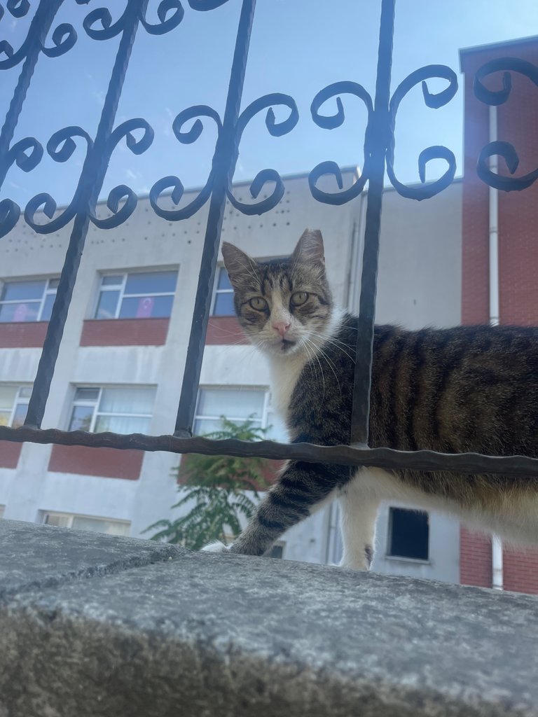 IMG_0800.jpeg