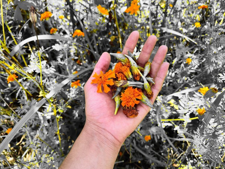 Marigold (Tagetes) flowers and seeds