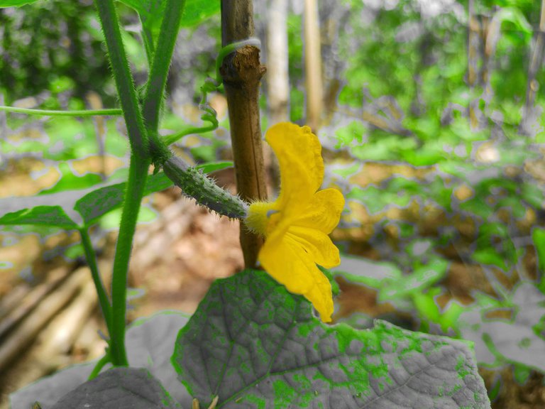 Growing cucumbers at the garden