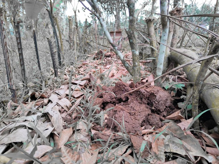 Mounds for growing string beans at the orchard