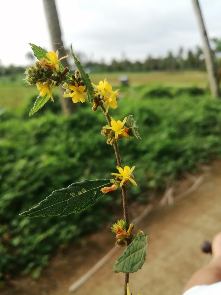 Yellow Wildflower